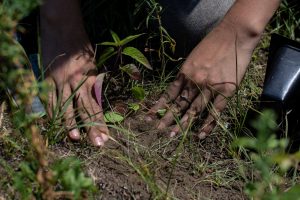 Planting at ABOS