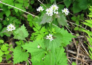 Garlic Mustard, Photo by Ken Towle