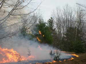 Prescribed Burns