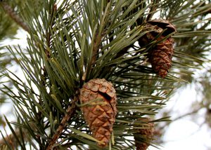 Scots Pine