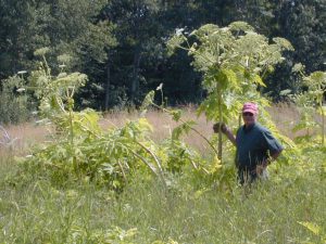 Giant Hogweed