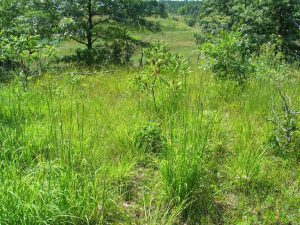 Big bluestem