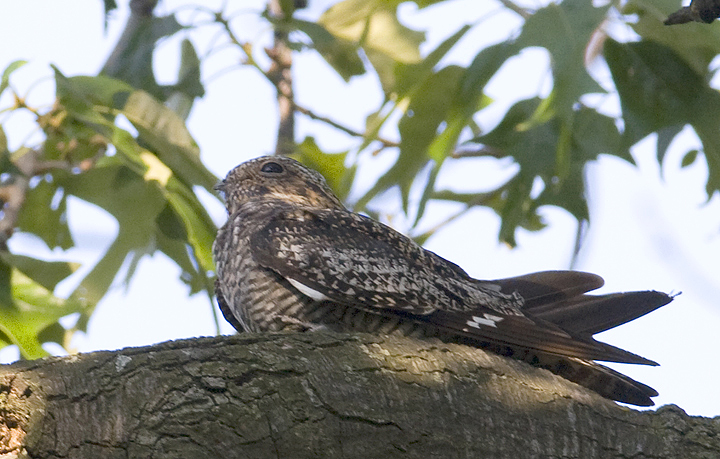 Common Nighthawk