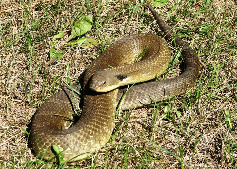 Eastern Hog-nosed Snake