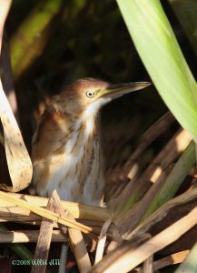 Least Bittern