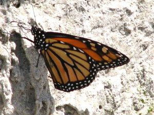 Monarch Butterfly