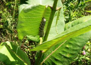 Monarch Caterpillar