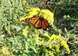 Monarch Butterfly