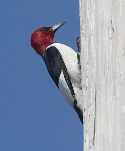 Red-headed Woodpecker