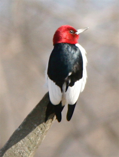 Red-headed Woodpecker