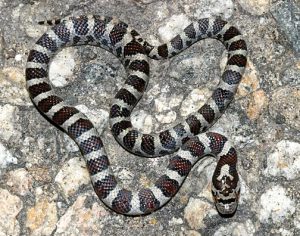 Milksnake