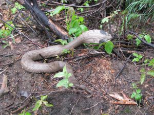 Eastern Hog-nosed Snake