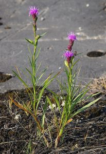 Cylindrical Blazing Star