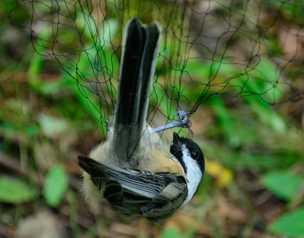 Bird Banding