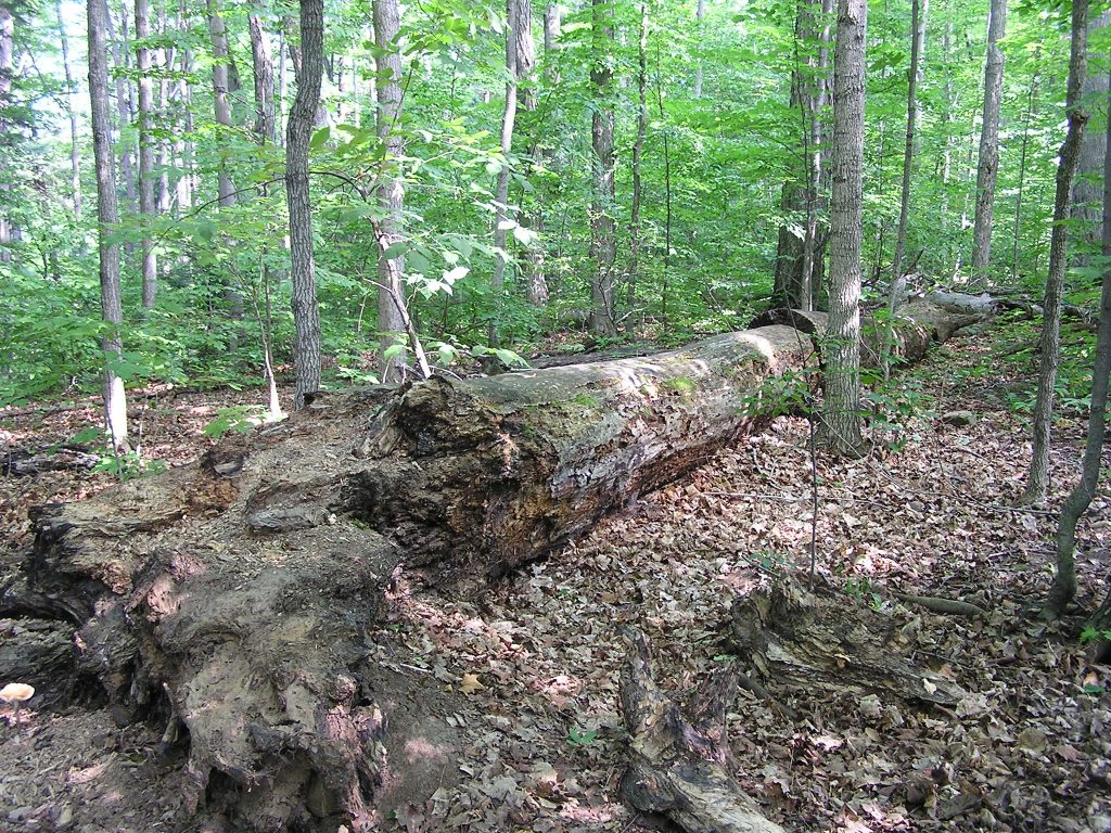 Fallen Logs
