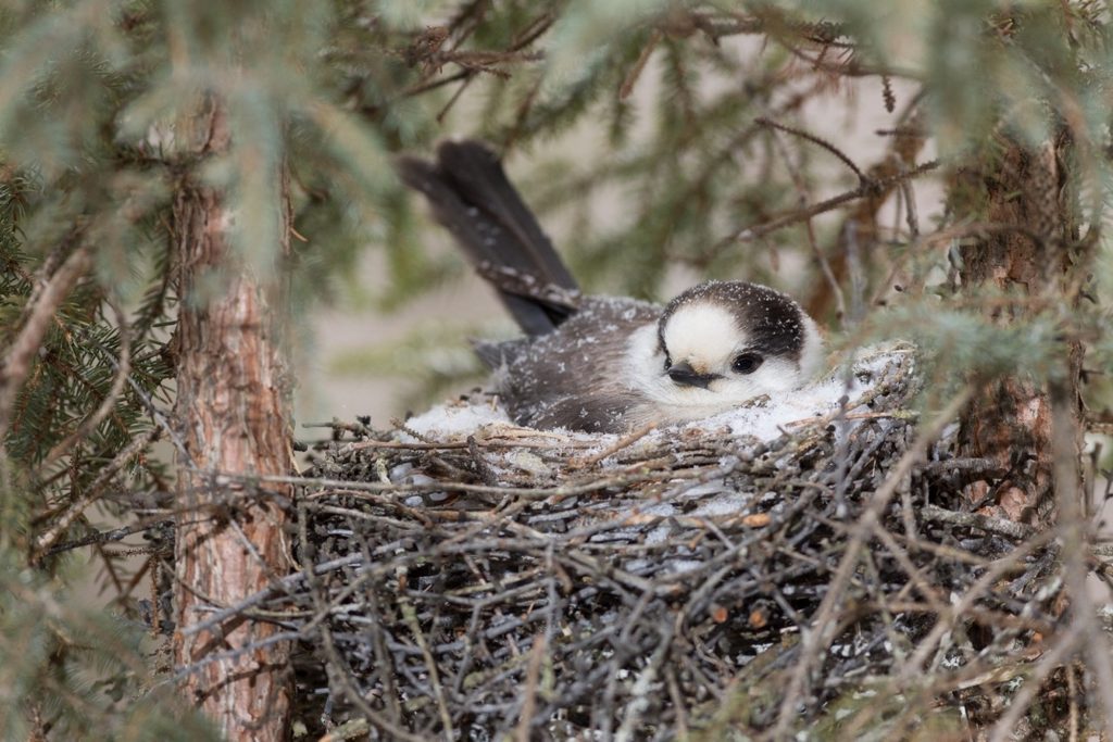 Gray Jay